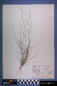 Aristida adscensionis image